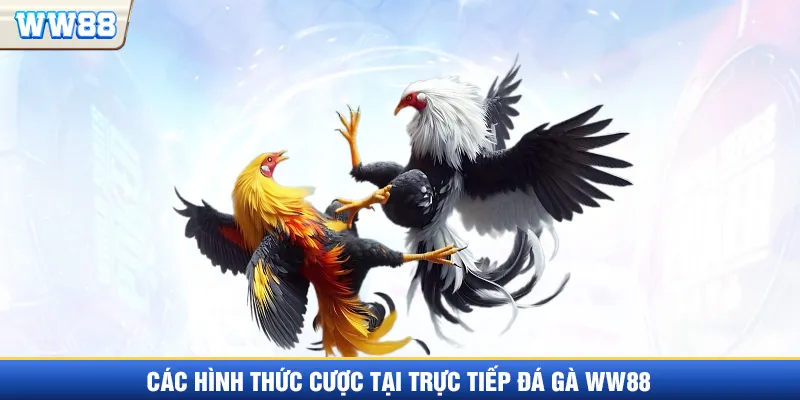 Các hình thức có tại trực tiếp đá gà WW88