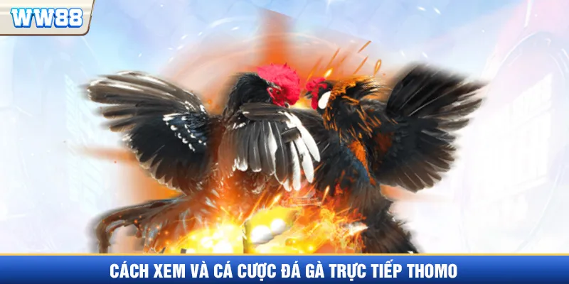Cách xem trực tiếp đá gà Thomo tại WW88