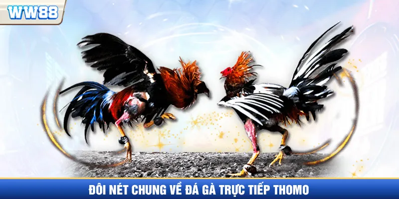 Giới thiệu đá gà trực tiếp Thomo