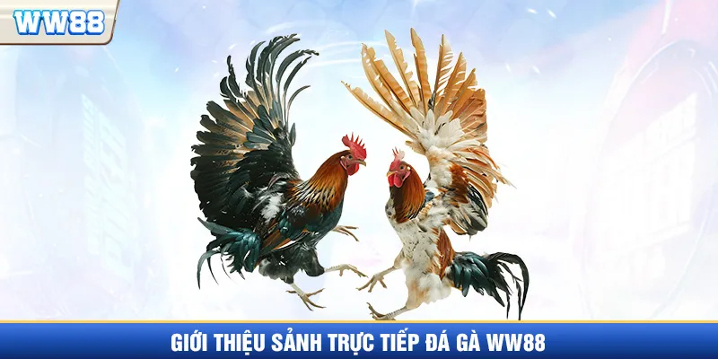 Giới thiệu sảnh trực tiếp đá gà Thomo