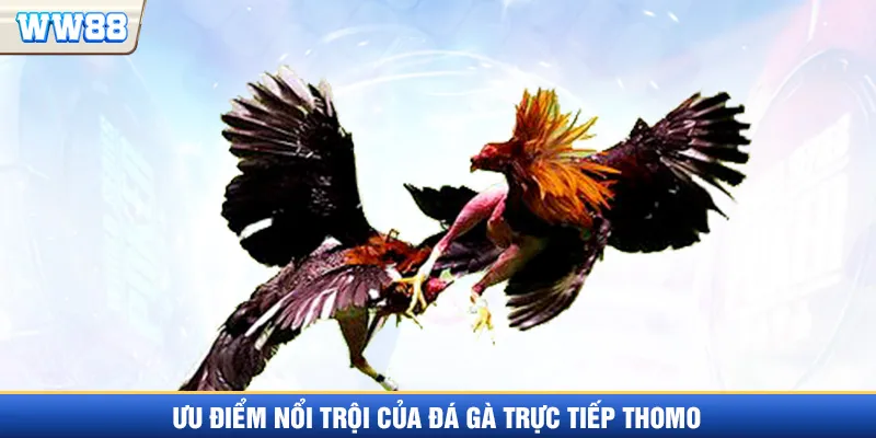 Ưu điểm đá gà trực tiếp Thomo