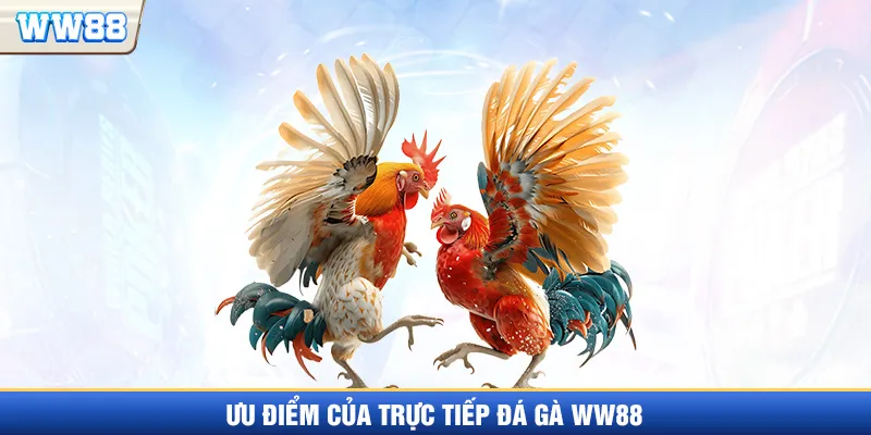 Ưu điểm mà trực tiếp đá gà WW88 mang đến